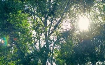 ɫ Trees - More Than a University Video